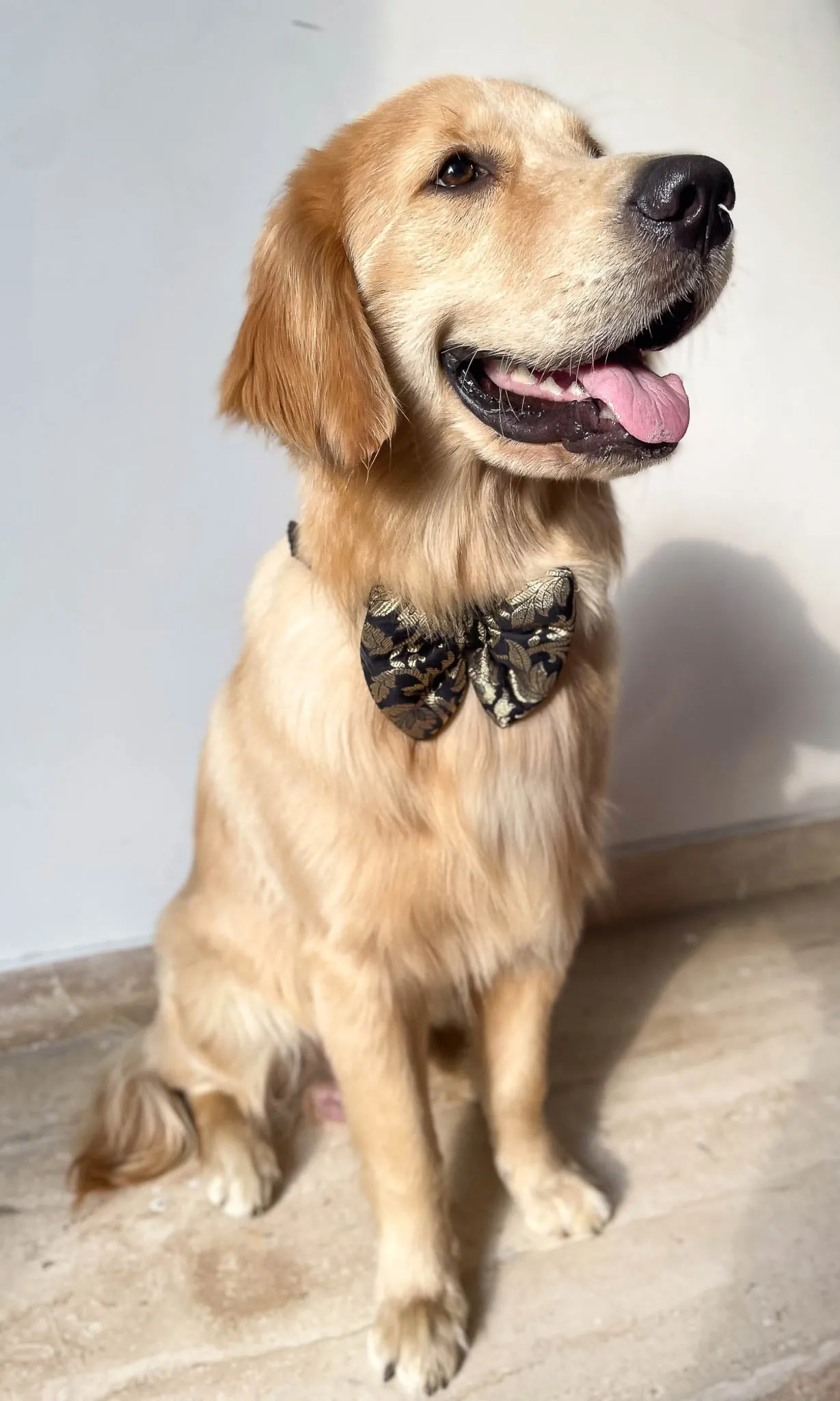 LuxeLiv Diwali Doggy Bowtie: Paw-sitively Adorable Desi Flair