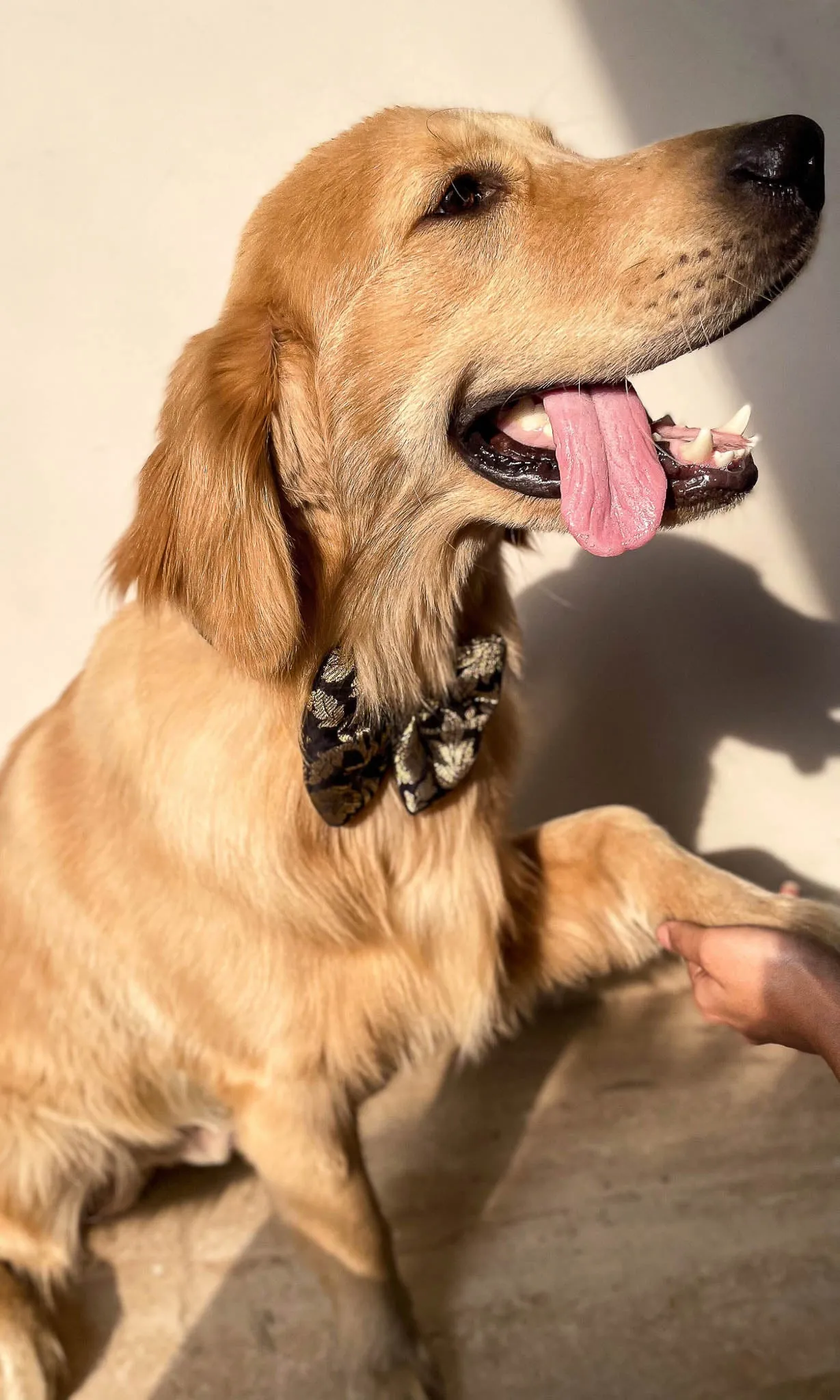 LuxeLiv Diwali Doggy Bowtie: Paw-sitively Adorable Desi Flair