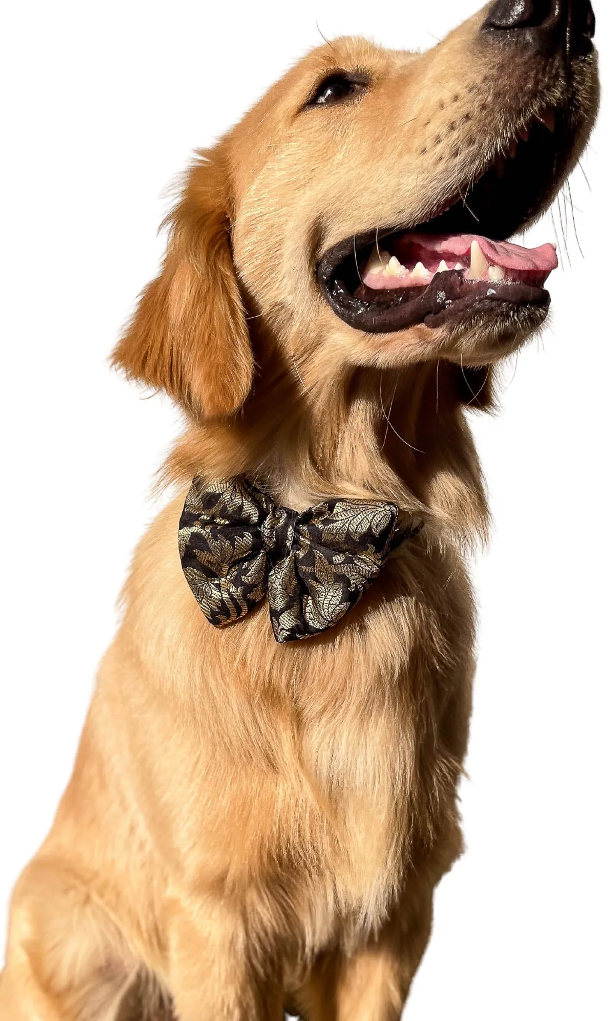 LuxeLiv Diwali Doggy Bowtie: Paw-sitively Adorable Desi Flair