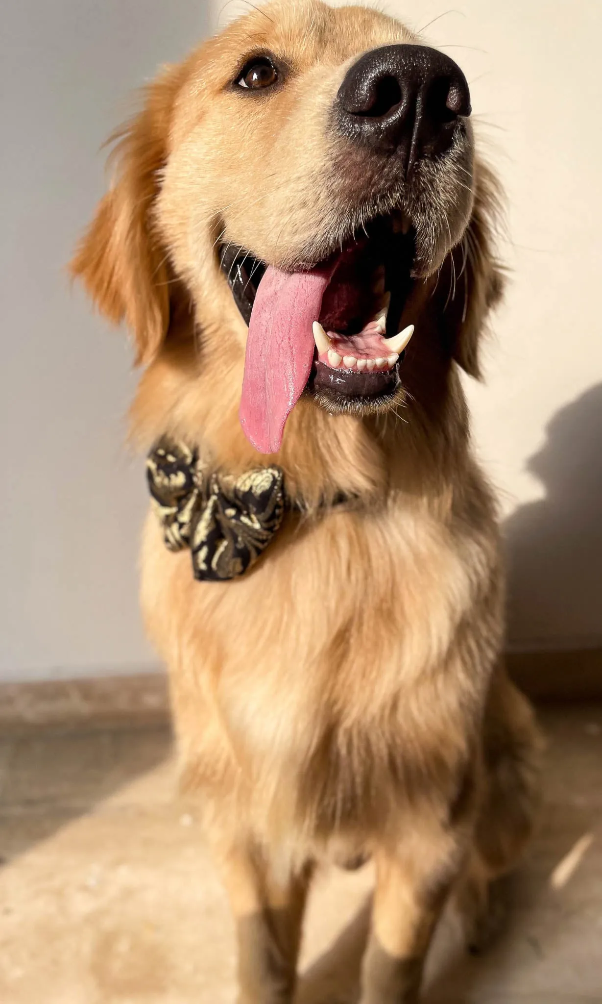 LuxeLiv Diwali Doggy Bowtie: Paw-sitively Adorable Desi Flair