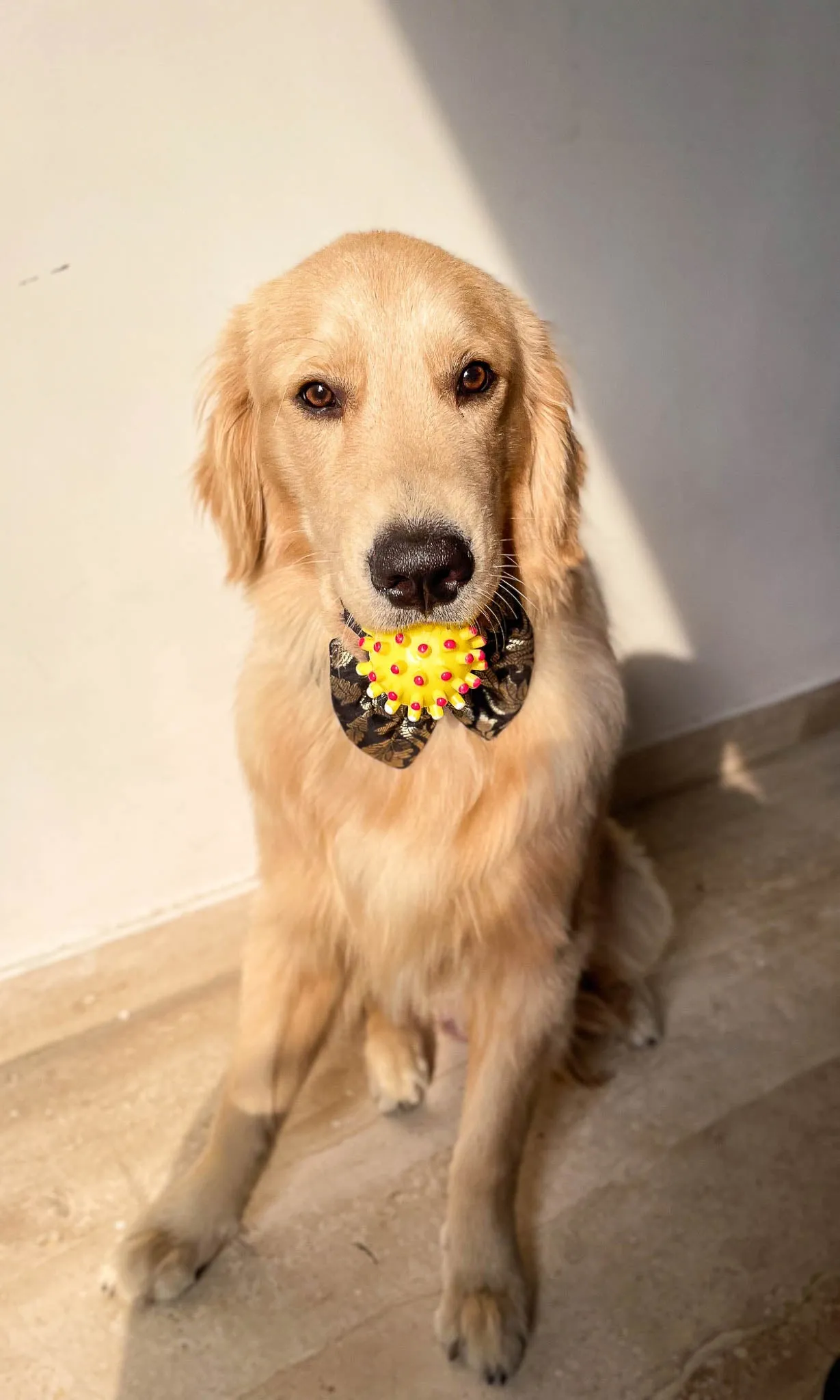 LuxeLiv Diwali Doggy Bowtie: Paw-sitively Adorable Desi Flair